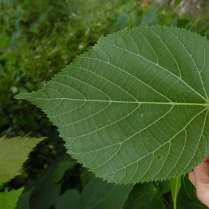 Photographie n°2185022 du taxon Tilia L. [1753]