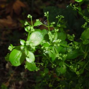 Photographie n°2185060 du taxon Rubia peregrina L. [1753]