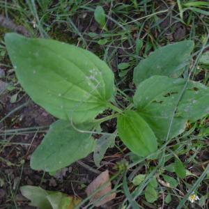 Photographie n°2185114 du taxon Plantago L. [1753]