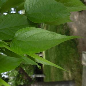 Photographie n°2185144 du taxon Celtis australis L. [1753]