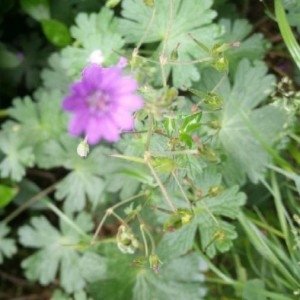 Photographie n°2185149 du taxon Geranium molle L. [1753]