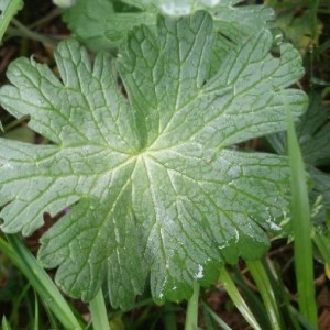 Photographie n°2185150 du taxon Geranium molle L. [1753]