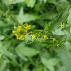 Photographie n°2185157 du taxon Sisymbrium officinale (L.) Scop. [1772]