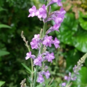 Photographie n°2185160 du taxon Linaria purpurea (L.) Mill. [1768]