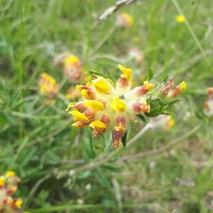 Photographie n°2185175 du taxon Anthyllis vulneraria L. [1753]