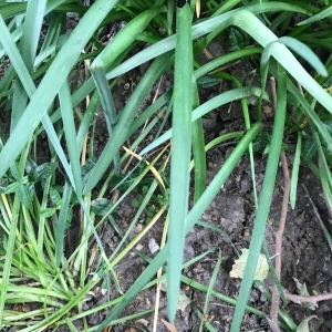 Photographie n°2185181 du taxon Leucojum aestivum L.