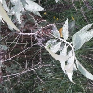 Photographie n°2185186 du taxon Buddleja davidii Franch. [1887]