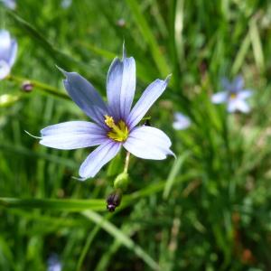 Photographie n°2185210 du taxon Sisyrinchium angustifolium Mill. [1768]