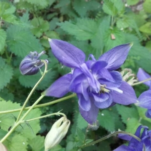 Photographie n°2185225 du taxon Aquilegia vulgaris L. [1753]