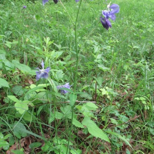 Photographie n°2185227 du taxon Aquilegia vulgaris L. [1753]