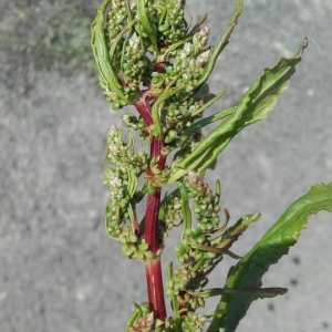 Photographie n°2185237 du taxon Rumex crispus L. [1753]