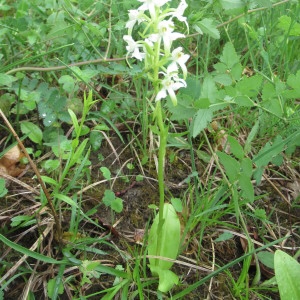 Photographie n°2185251 du taxon Platanthera bifolia (L.) Rich. [1817]