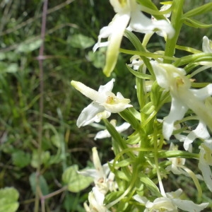 Photographie n°2185259 du taxon Platanthera bifolia (L.) Rich. [1817]