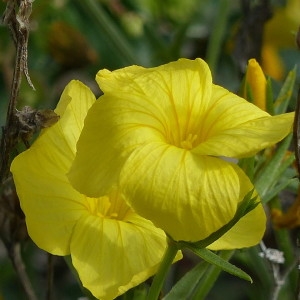 Photographie n°2185288 du taxon Linum campanulatum L. [1753]