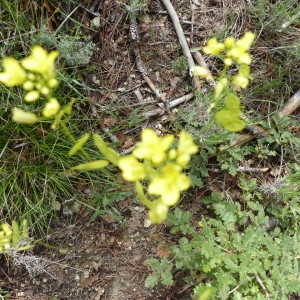 Photographie n°2185289 du taxon Linum campanulatum L. [1753]