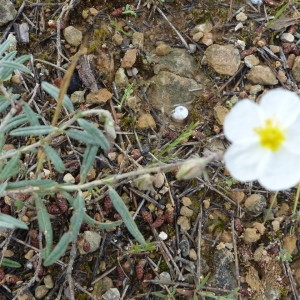 Photographie n°2185313 du taxon Helianthemum apenninum (L.) Mill. [1768]