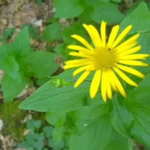 Photographie n°2185319 du taxon Doronicum austriacum Jacq. [1774]