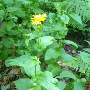 Photographie n°2185321 du taxon Doronicum austriacum Jacq. [1774]