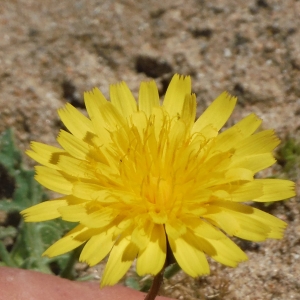 Photographie n°2185343 du taxon Crepis suffreniana (DC.) J.Lloyd [1844]