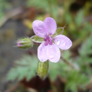 Photographie n°2185361 du taxon Erodium cicutarium (L.) L'Hér.