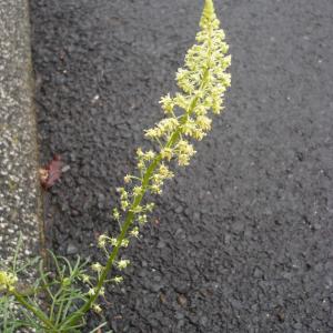 Photographie n°2185366 du taxon Réséda jaune