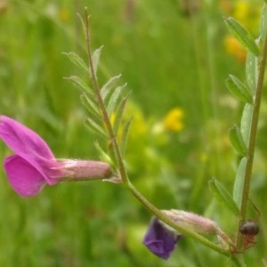 Photographie n°2185390 du taxon Vicia sativa L. [1753]