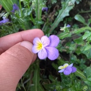 Photographie n°2185410 du taxon Viola tricolor L. [1753]