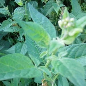 Photographie n°2185420 du taxon Solanum dulcamara L. [1753]