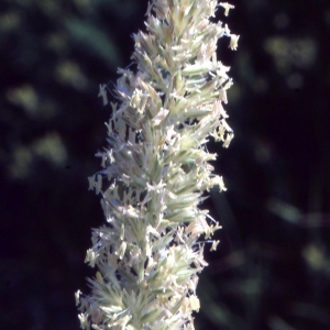Koeleria tuberosa Pers. (Koelérie du Valais)