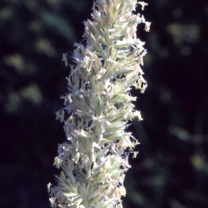 Koeleria valesiaca Gaudin (Koelérie du Valais)