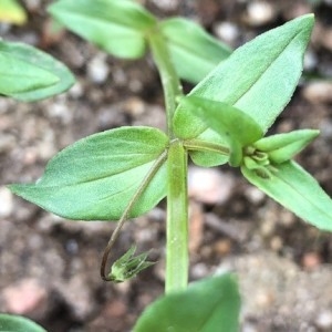 Photographie n°2185515 du taxon Lysimachia arvensis (L.) U.Manns & Anderb. [2009]