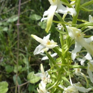 Photographie n°2185564 du taxon Platanthera bifolia (L.) Rich. [1817]