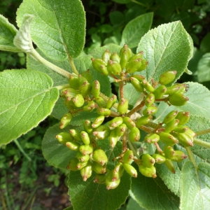 Photographie n°2185565 du taxon Viburnum lantana L. [1753]