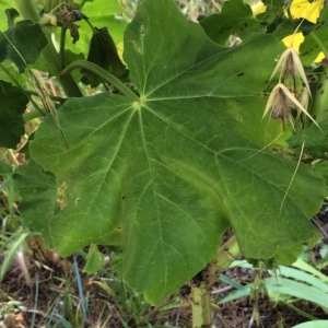 Photographie n°2185577 du taxon Lavatera arborea L. [1753]