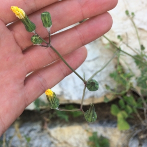 Photographie n°2185592 du taxon Sonchus L. [1753]