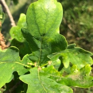 Photographie n°2185619 du taxon Quercus robur L. [1753]