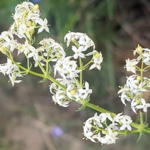 Photographie n°2185659 du taxon Galium lucidum All. [1773]