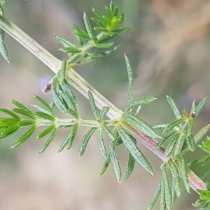 Photographie n°2185660 du taxon Galium lucidum All. [1773]