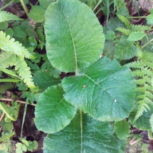 Photographie n°2185667 du taxon Primula elatior (L.) Hill [1765]