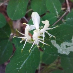 Photographie n°2185673 du taxon Lonicera xylosteum L. [1753]