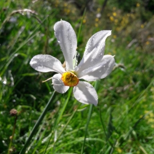 Photographie n°2185688 du taxon Narcissus poeticus L.