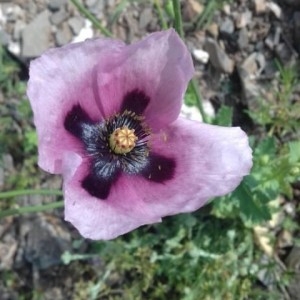 Photographie n°2185692 du taxon Papaver somniferum L. [1753]