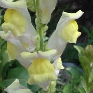 Photographie n°2185696 du taxon Antirrhinum majus L. [1753]