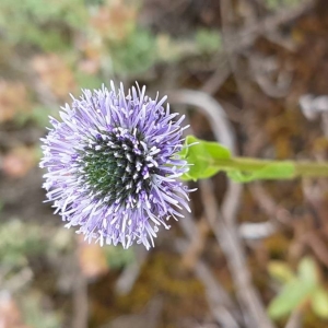 Photographie n°2185705 du taxon Globularia vulgaris L. [1753]