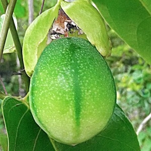 Photographie n°2185718 du taxon Passiflora laurifolia L.