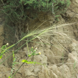 Photographie n°2185720 du taxon Stipella parviflora (Desf.) Röser & Hamasha [2012]