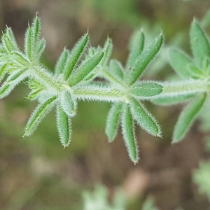 Photographie n°2185729 du taxon Galium maritimum L. [1767]