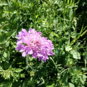 Photographie n°2185732 du taxon Knautia arvensis (L.) Coult. [1828]