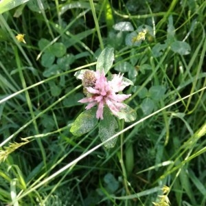 Photographie n°2185735 du taxon Trifolium pratense L. [1753]