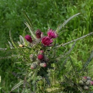 Photographie n°2185780 du taxon Cirsium palustre (L.) Scop. [1772]